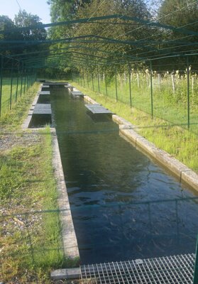 Le bassin des saumons de fontaine