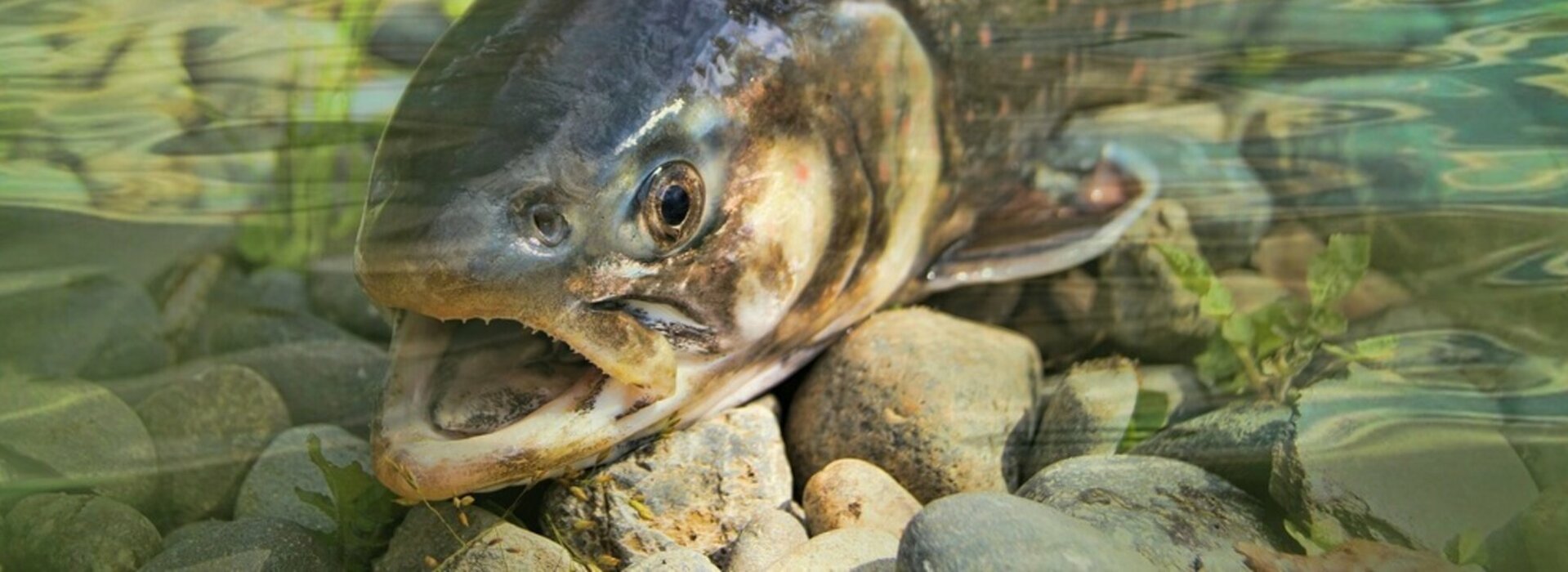 pêche à la truite dans le Louron